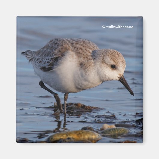 Niedlich Sanderling Sandpiper Stroll Wintry Beach Magnet (Vorne)