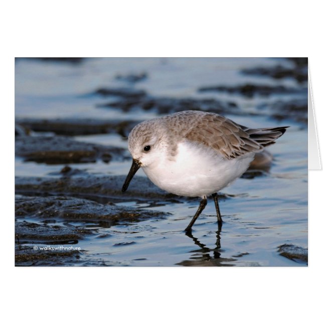 Niedlich Sanderling Sandpiper Wanders Winterküste (Vorderseite (Horizontal))