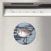 Niedlich Sanderling Sandpiper Wanders Winterküste Magnet (In Situ (Geschirrspüler))