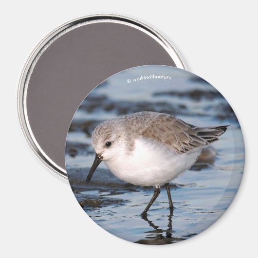 Niedlich Sanderling Sandpiper Wanders Winterküste Magnet (Vorderseite/Rückseite)