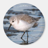 Niedlich Sanderling Sandpiper Wanders Winterküste Magnet (Vorne)