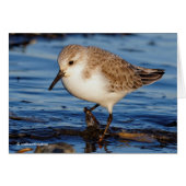 Niedlich Sanderling Sandpiper Wanders Wintry Shoes (Vorderseite (Horizontal))