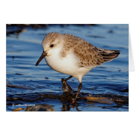 Niedlich Sanderling Sandpiper Wanders Wintry Shoes (Vorderseite (Horizontal))