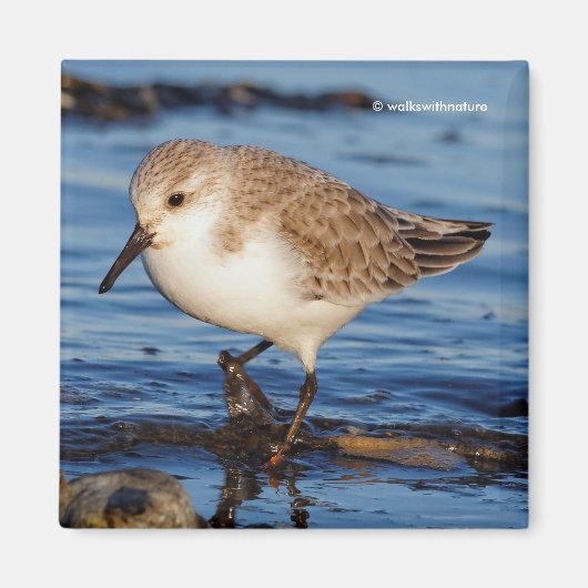 Niedlich Sanderling Sandpiper Wanders Wintry Shoes Magnet (Vorne)