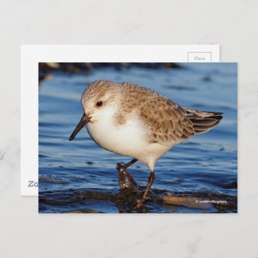 Niedlich Sanderling Sandpiper Wanders Wintry Shoes Postkarte (Vorne/Hinten)