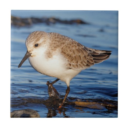 Niedlich Sanderling Wanders Wintry Shoes Fliese (Vorderseite)