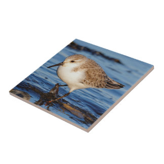 Niedlich Sanderling Wanders Wintry Shoes Fliese