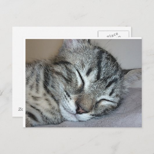 Niedlich Schlafkitten Postkarte (Vorne/Hinten)