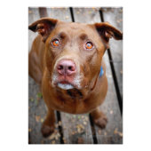 Niedlich Schokolade Labrador Pit Mix Dog 7 Fotodruck (Vorne)