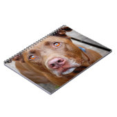 Niedlich Schokolade Labrador Pit Mix Dog 7 Notizblock (Linke Seite)