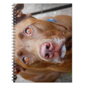 Niedlich Schokolade Labrador Pit Mix Dog 7 Notizblock (Vorderseite)