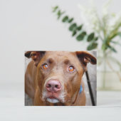Niedlich Schokolade Labrador Pit Mix Dog 7 Postkarte (Stehend Vorderseite)