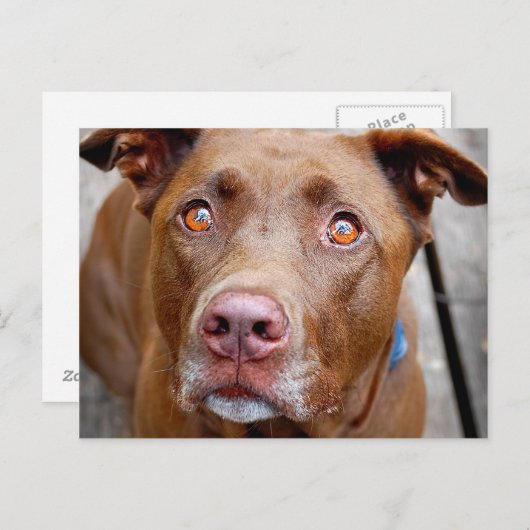 Niedlich Schokolade Labrador Pit Mix Dog 7 Postkarte (Vorne/Hinten)