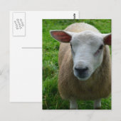 Niedlich schottische Schafe Postkarte (Vorne/Hinten)
