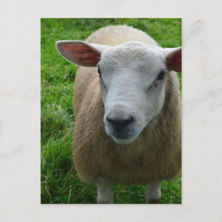 Niedlich schottische Schafe Postkarte