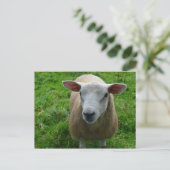 Niedlich schottische Schafe Postkarte (Stehend Vorderseite)