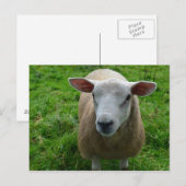 Niedlich schottische Schafe Postkarte (Vorne/Hinten)