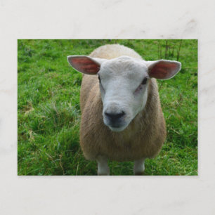 Niedlich schottische Schafe Postkarte