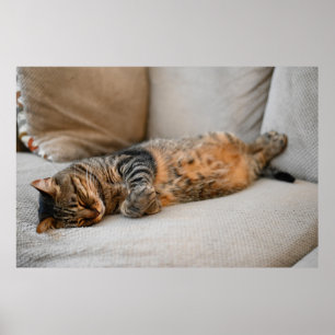 Niedlich Schwarz-Grau-Orange-Katze Schlafen Poster