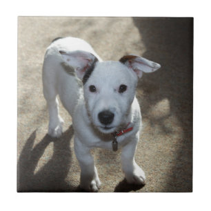 Niedlich Schwarz und Weiß von Jack Russell Welpe Fliese