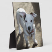 Niedlich Schwarz und Weiß von Jack Russell Welpe Fotoplatte (Seite)