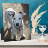 Niedlich Schwarz und Weiß von Jack Russell Welpe Fotoplatte (Seite)