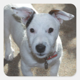 Niedlich Schwarz und Weiß von Jack Russell Welpe Quadratischer Aufkleber