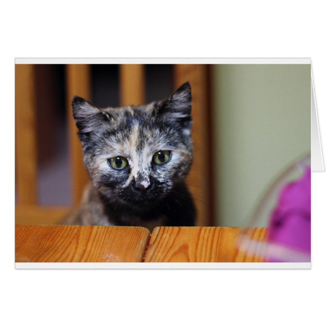 Niedlich Schwarz-Weiß-Kitten (Vorderseite (Horizontal))