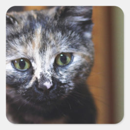 Niedlich Schwarz-Weiß-Kitten Quadratischer Aufkleber