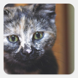 Niedlich Schwarz-Weiß-Kitten Quadratischer Aufkleber