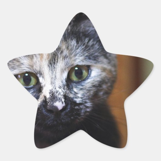 Niedlich Schwarz-Weiß-Kitten Stern-Aufkleber (Vorderseite)