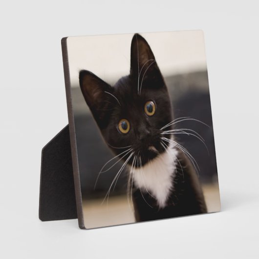 Niedlich Schwarz-Weiß Tuxedo Kitten Fotoplatte (Vorderseite)