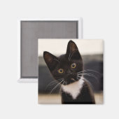 Niedlich Schwarz-Weiß Tuxedo Kitten Magnet (Vorderseite/Rückseite)