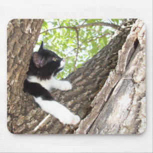 Niedlich Schwarz-Weiß-Tuxedo Kitten Mousepad