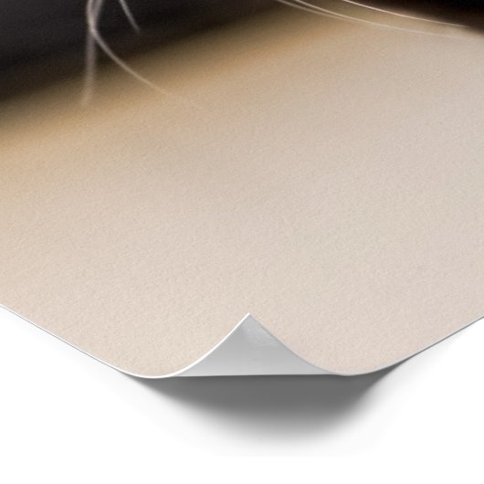 Niedlich Schwarz-Weiß Tuxedo Kitten Poster (Ecke)