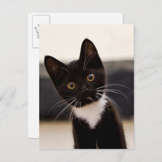 Niedlich Schwarz-Weiß Tuxedo Kitten Postkarte (Vorne/Hinten)