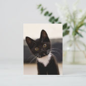 Niedlich Schwarz-Weiß Tuxedo Kitten Postkarte (Stehend Vorderseite)