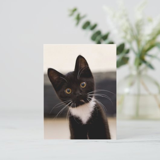 Niedlich Schwarz-Weiß Tuxedo Kitten Postkarte (Stehend Vorderseite)