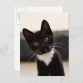 Niedlich Schwarz-Weiß Tuxedo Kitten Postkarte (Vorne/Hinten)