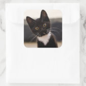 Niedlich Schwarz-Weiß Tuxedo Kitten Quadratischer Aufkleber (Tasche)