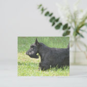 Niedlich Scottish Terrier Postkarte (Stehend Vorderseite)