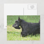 Niedlich Scottish Terrier Postkarte (Vorne/Hinten)