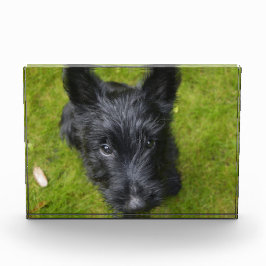Niedlich Scottish Terrier Puppy Fotoblock