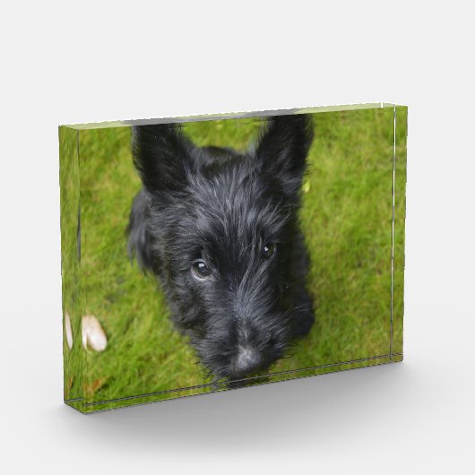 Niedlich Scottish Terrier Puppy Fotoblock (Links)