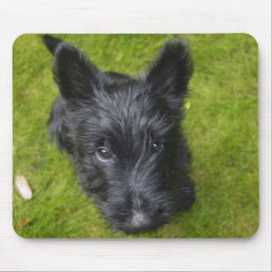 Niedlich Scottish Terrier Puppy Mousepad