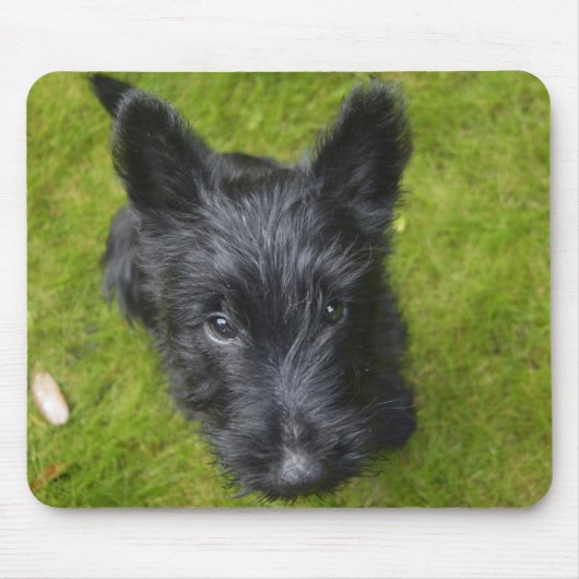 Niedlich Scottish Terrier Puppy Mousepad (Vorne)