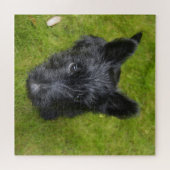 Niedlich Scottish Terrier Puppy Puzzle (Horizontal)