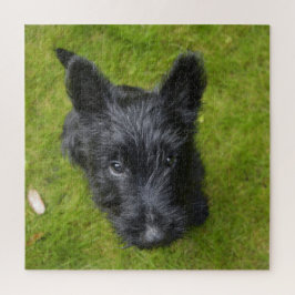 Niedlich Scottish Terrier Puppy Puzzle