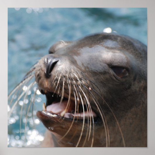 Niedlich Sea Lion Poster (Vorne)