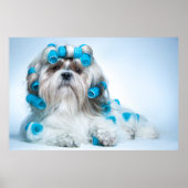 Niedlich Shih Tzu Poster (Vorne)